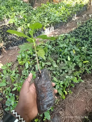 Sl 28 Root Stalk