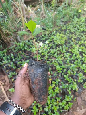 Sl 28 Root Stalk