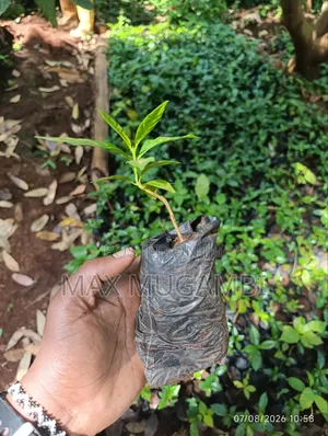Sl 28 Root Stalk