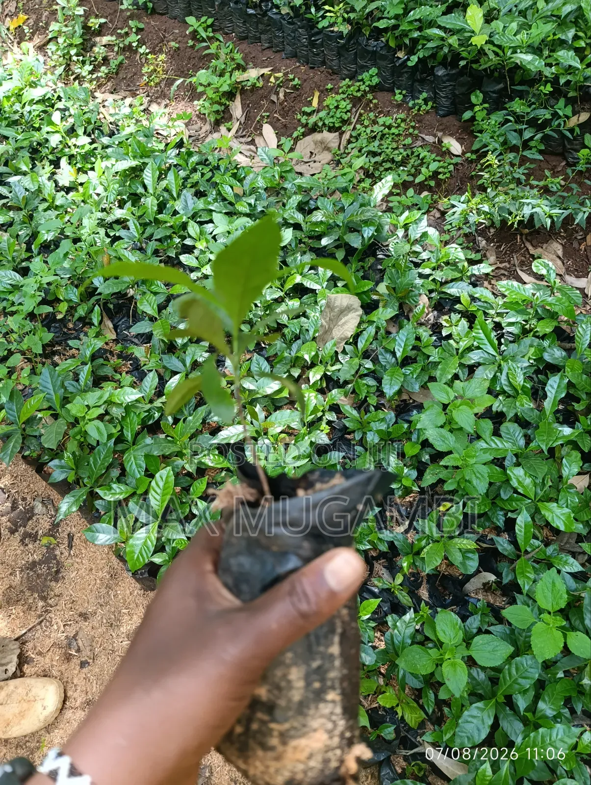 Sl 28 Root Stalk