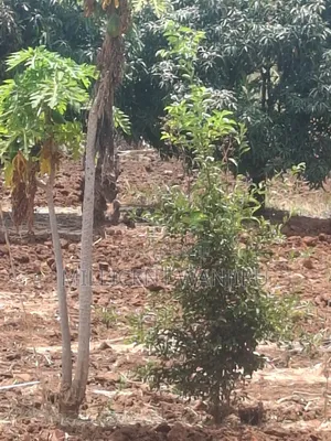 50×100 Plot for Sale in Makuyu