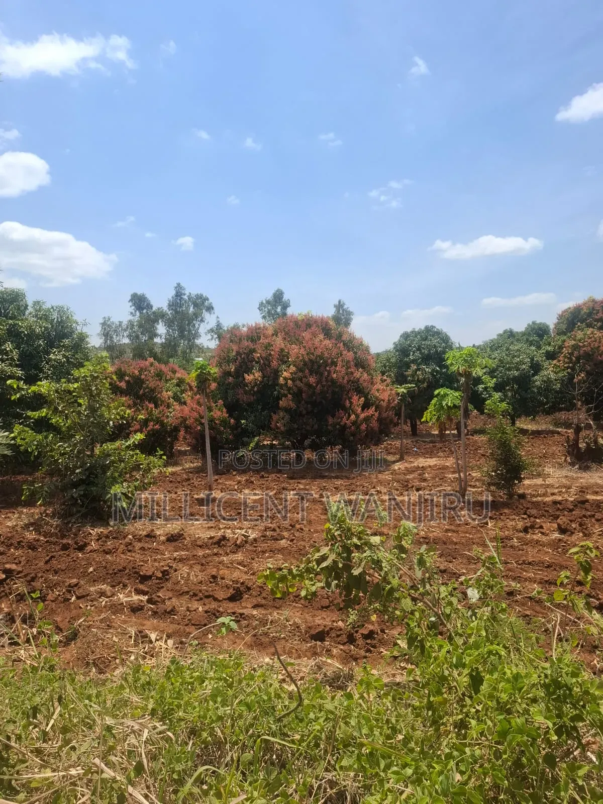 50×100 Plot for Sale in Makuyu