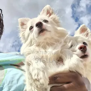 6-12 months Female Purebred Japanese Spitz