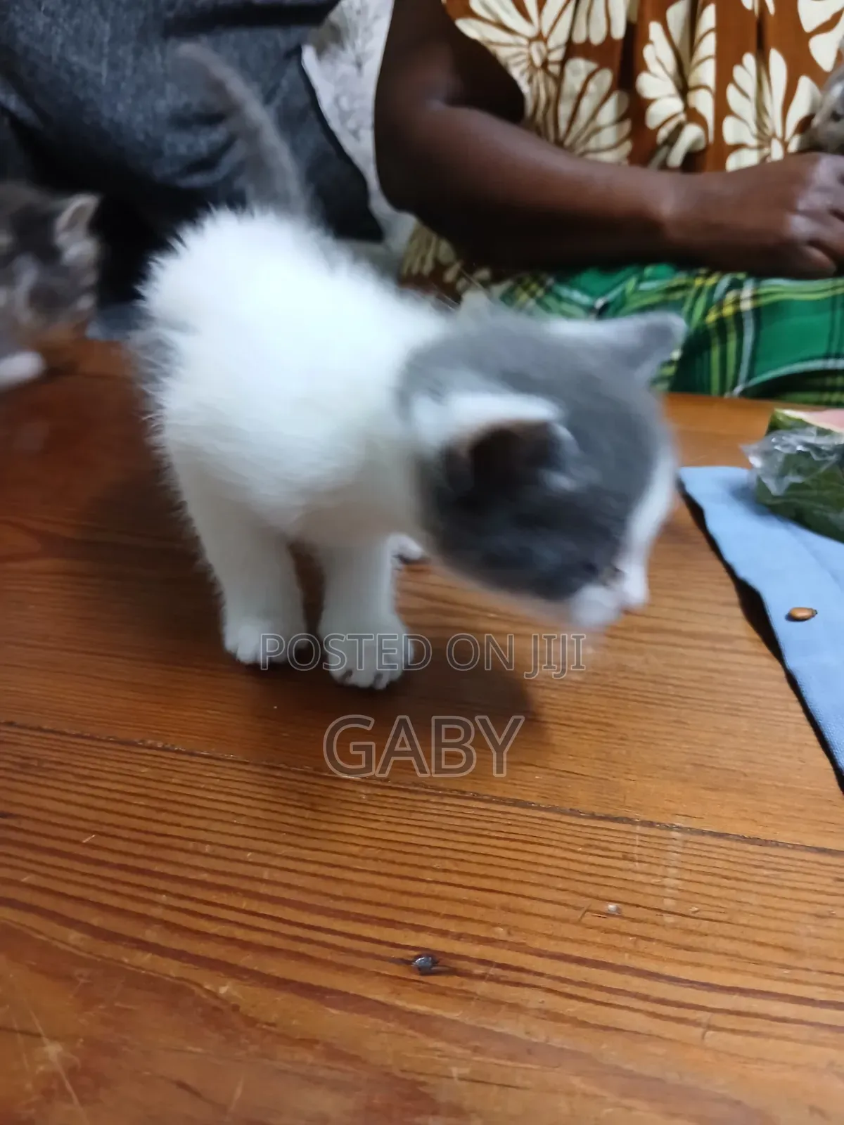 1-3 months Female Mixed Breed Cat