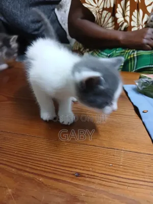 1-3 months Female Mixed Breed Cat