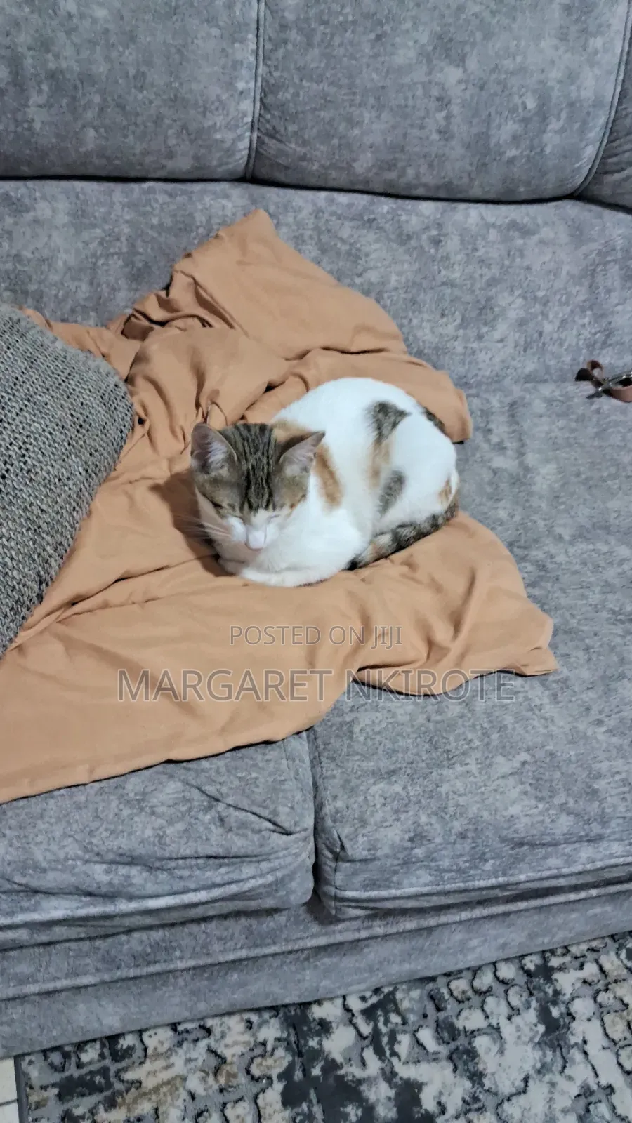 6-12 months Female Mixed Breed Cat
