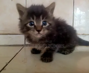 1-3 months Female Purebred Tabby