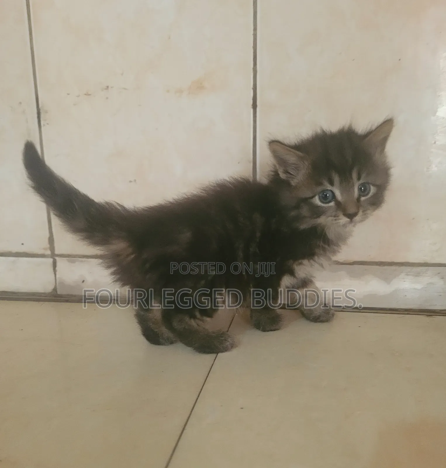 1-3 months Female Purebred Tabby