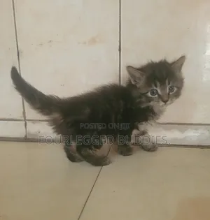 1-3 months Female Purebred Tabby