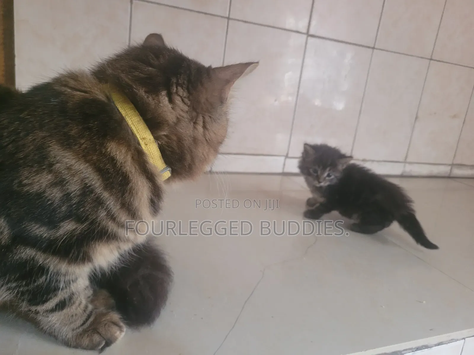 1-3 months Female Purebred Tabby