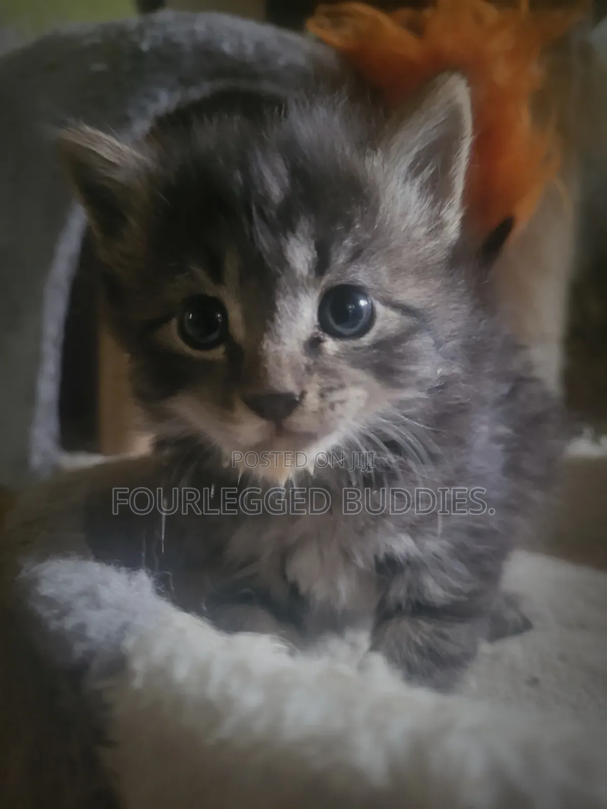 1-3 months Female Purebred Tabby