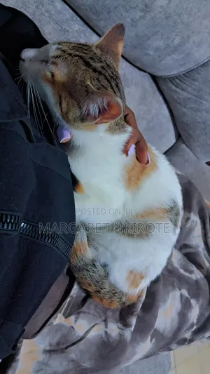 6-12 months Female Mixed Breed Cat
