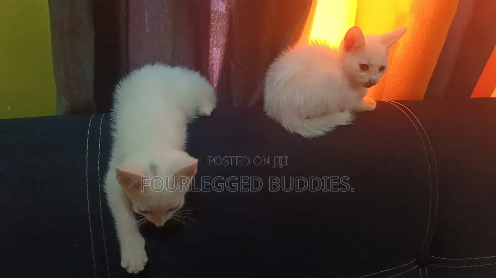 1-3 months Male Purebred Turkish Angora