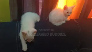 1-3 months Male Purebred Turkish Angora