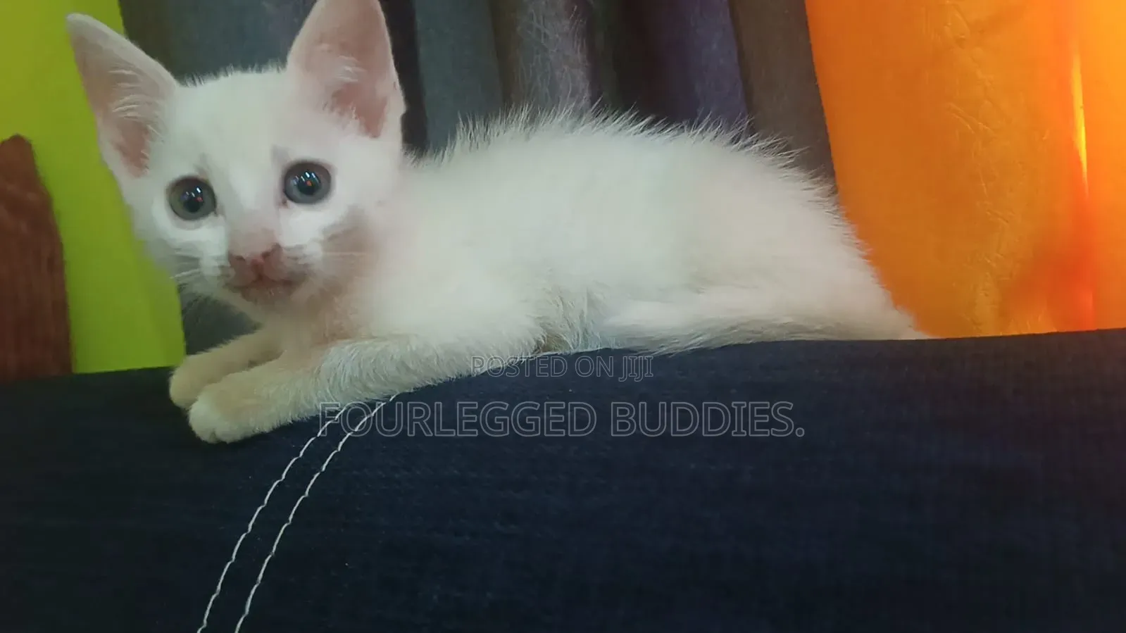 1-3 months Male Purebred Turkish Angora