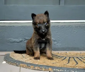 1-3 months Male Purebred Belgian Malinois