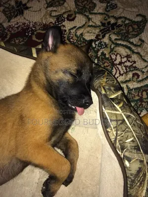 1-3 months Male Purebred Belgian Malinois