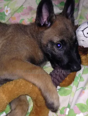 1-3 months Male Purebred Belgian Malinois