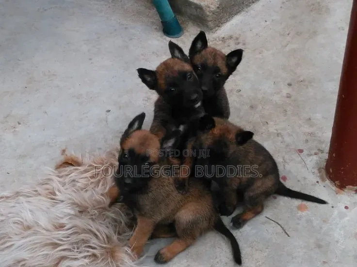 1-3 months Male Purebred Belgian Malinois