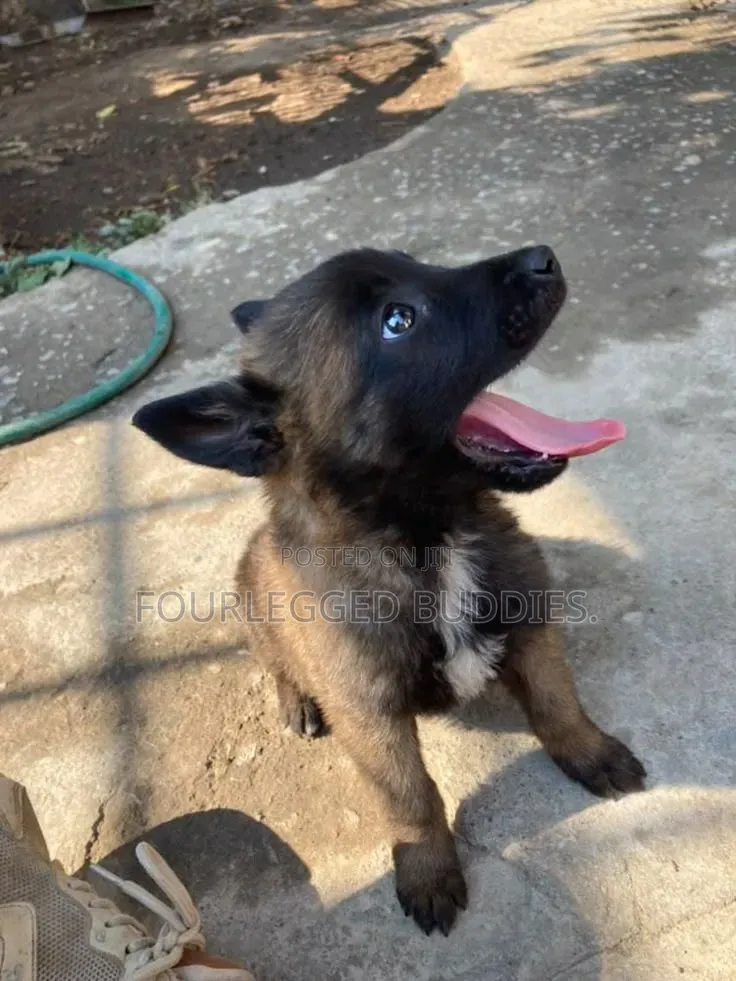 1-3 months Male Purebred Belgian Malinois