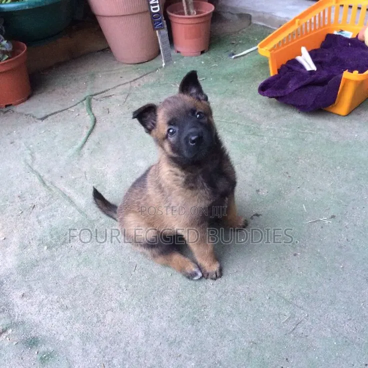 1-3 months Male Purebred Belgian Malinois