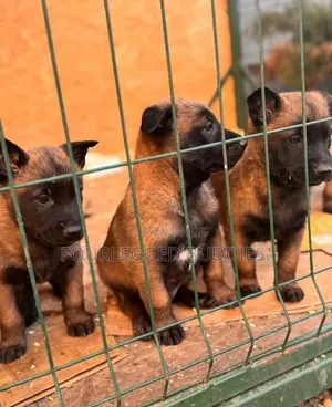 1-3 months Male Purebred Belgian Malinois