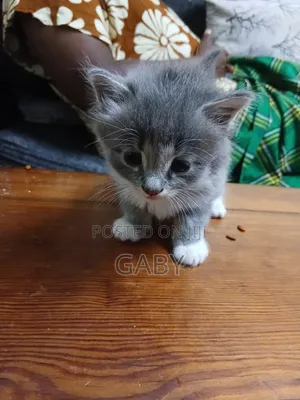 1-3 months Female Mixed Breed Cat