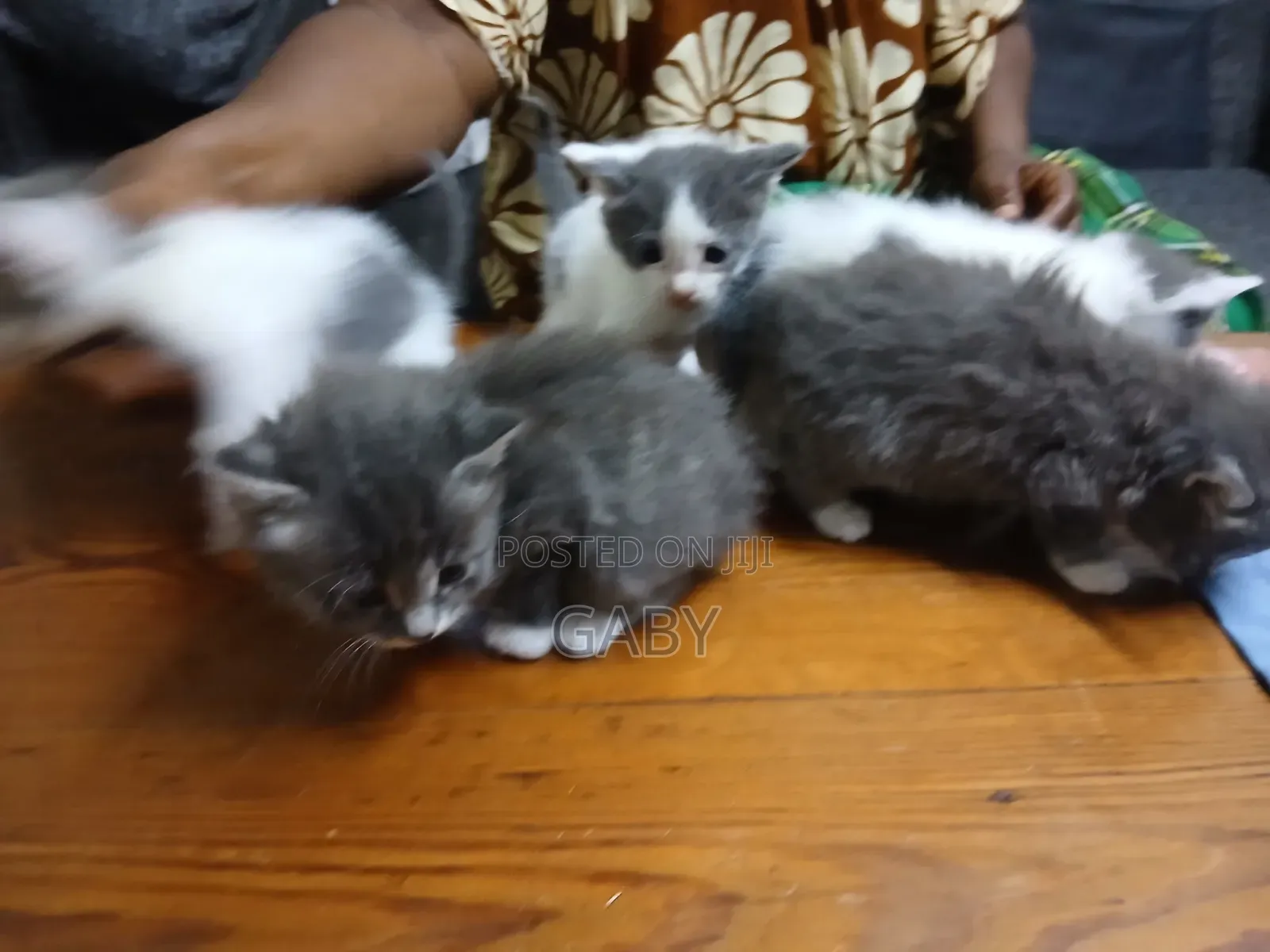 1-3 months Female Mixed Breed Cat