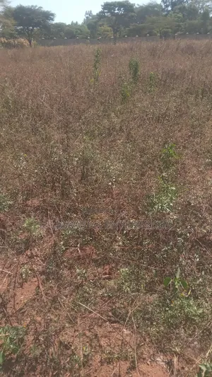 Hyssop Acres MALINDI