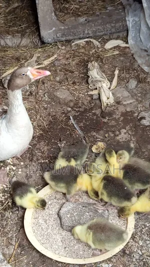 Geese for Sale