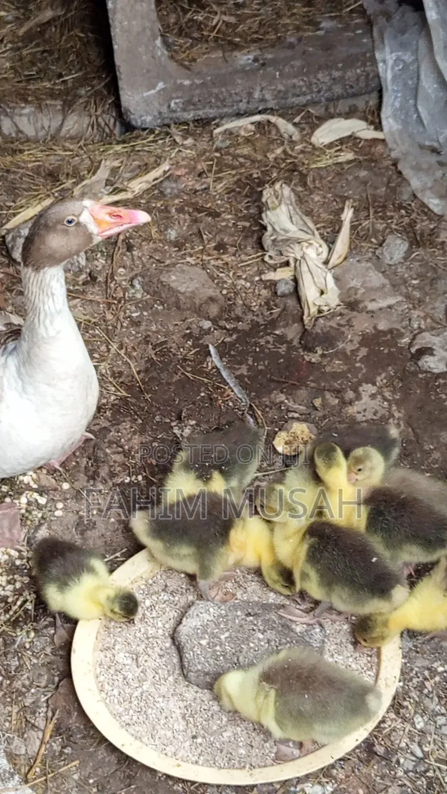 Geese for Sale