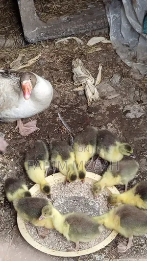 Geese for Sale