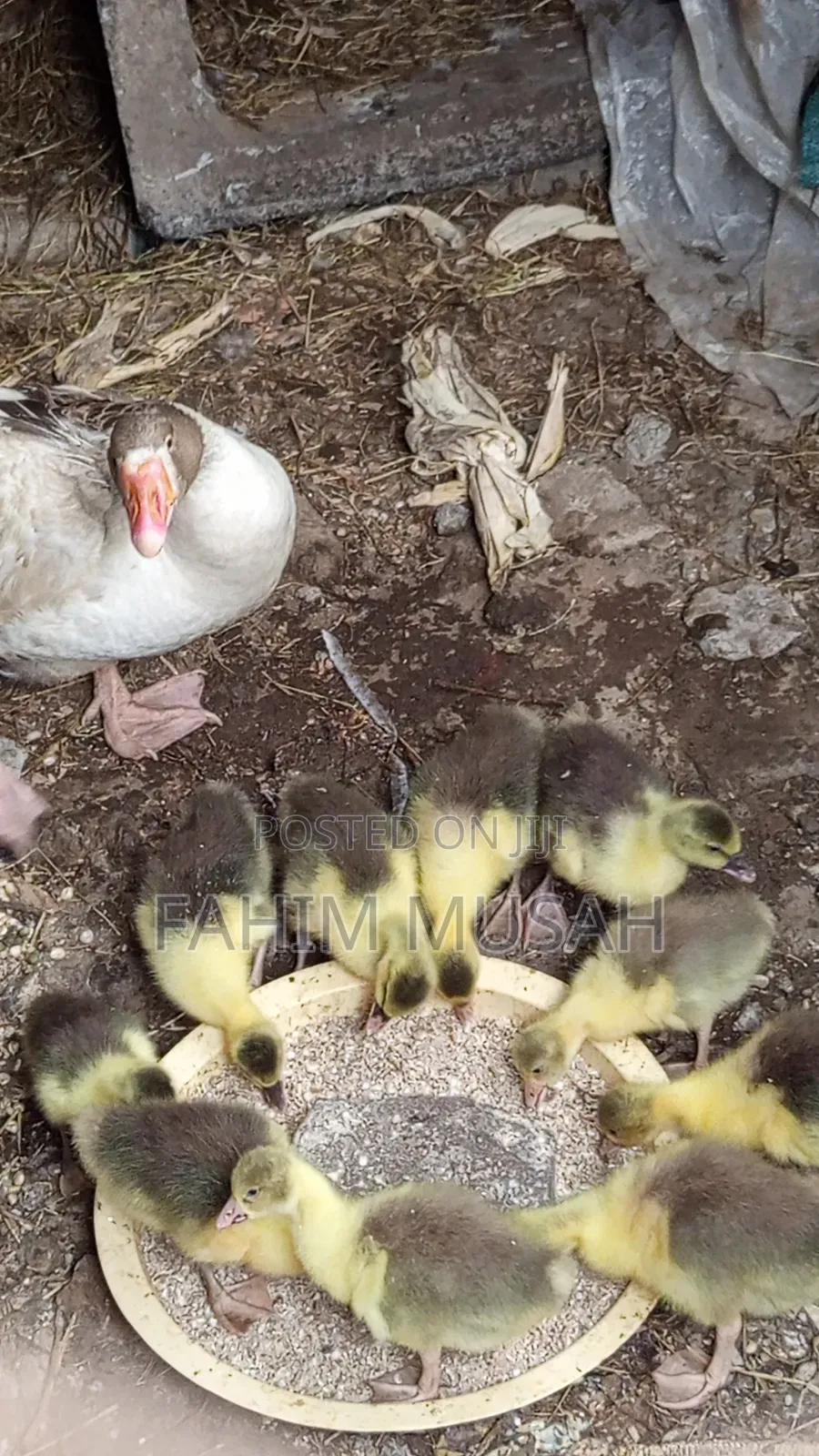 Geese for Sale