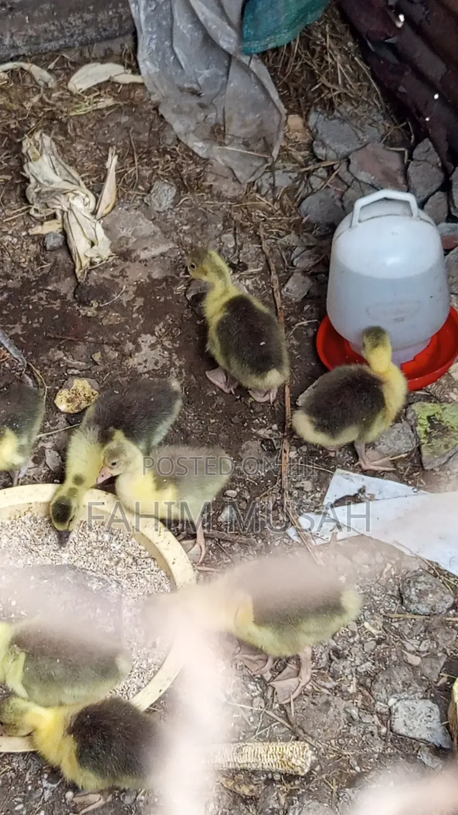 Geese for Sale