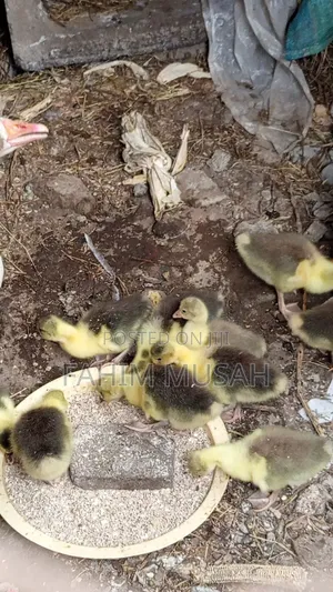 Geese for Sale