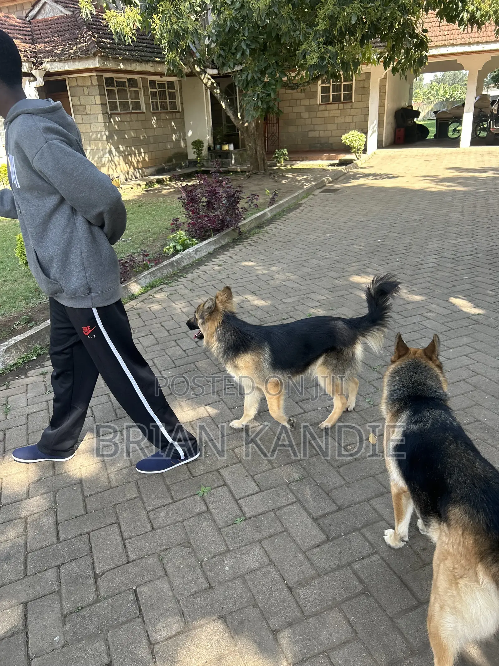 6-12 months Female Purebred German Shepherd