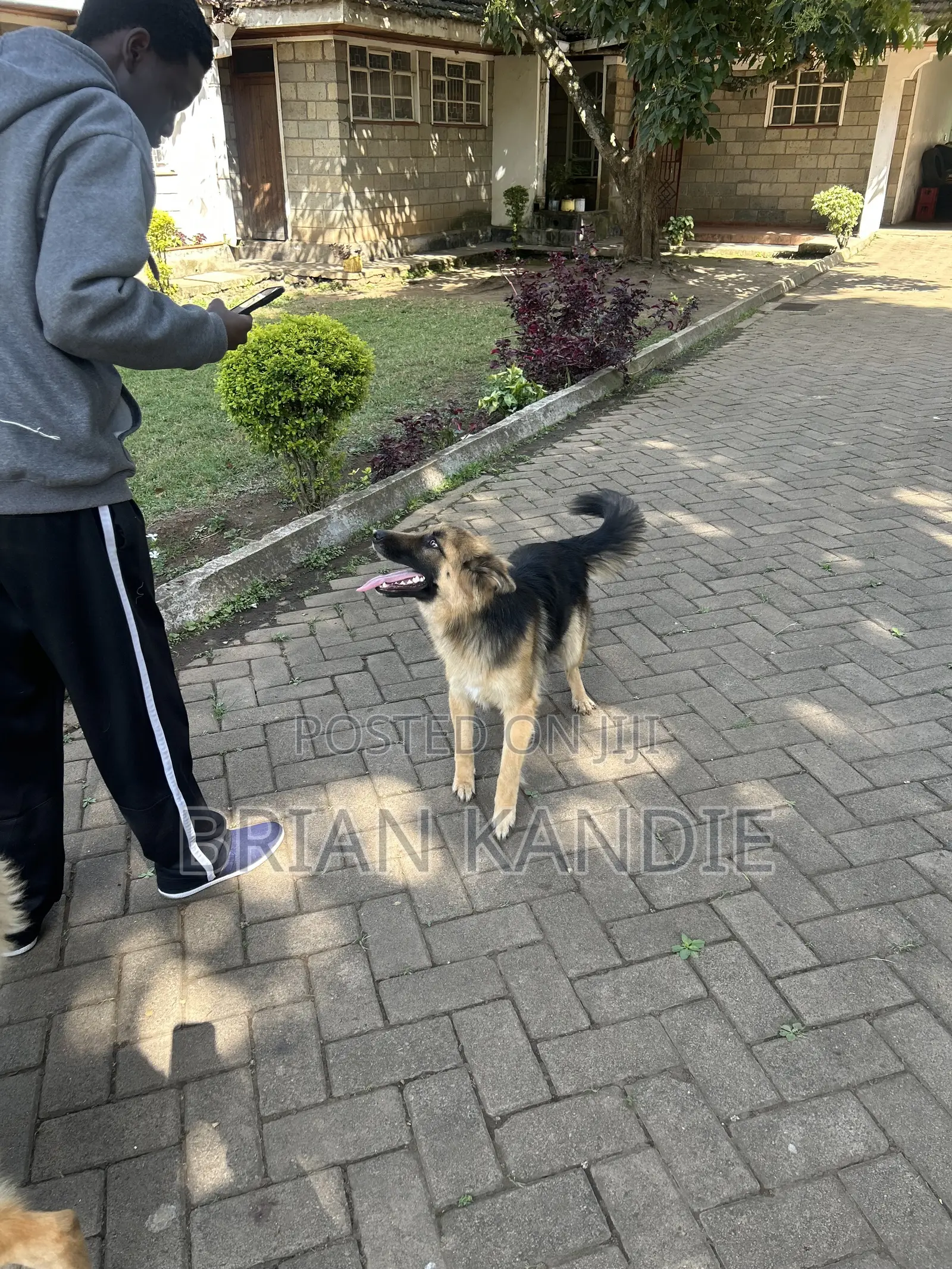 6-12 months Female Purebred German Shepherd