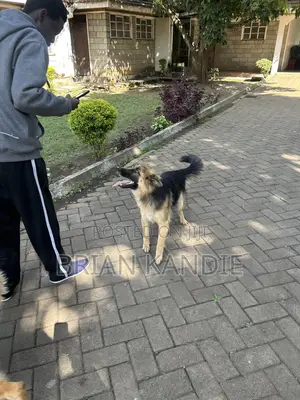6-12 months Female Purebred German Shepherd