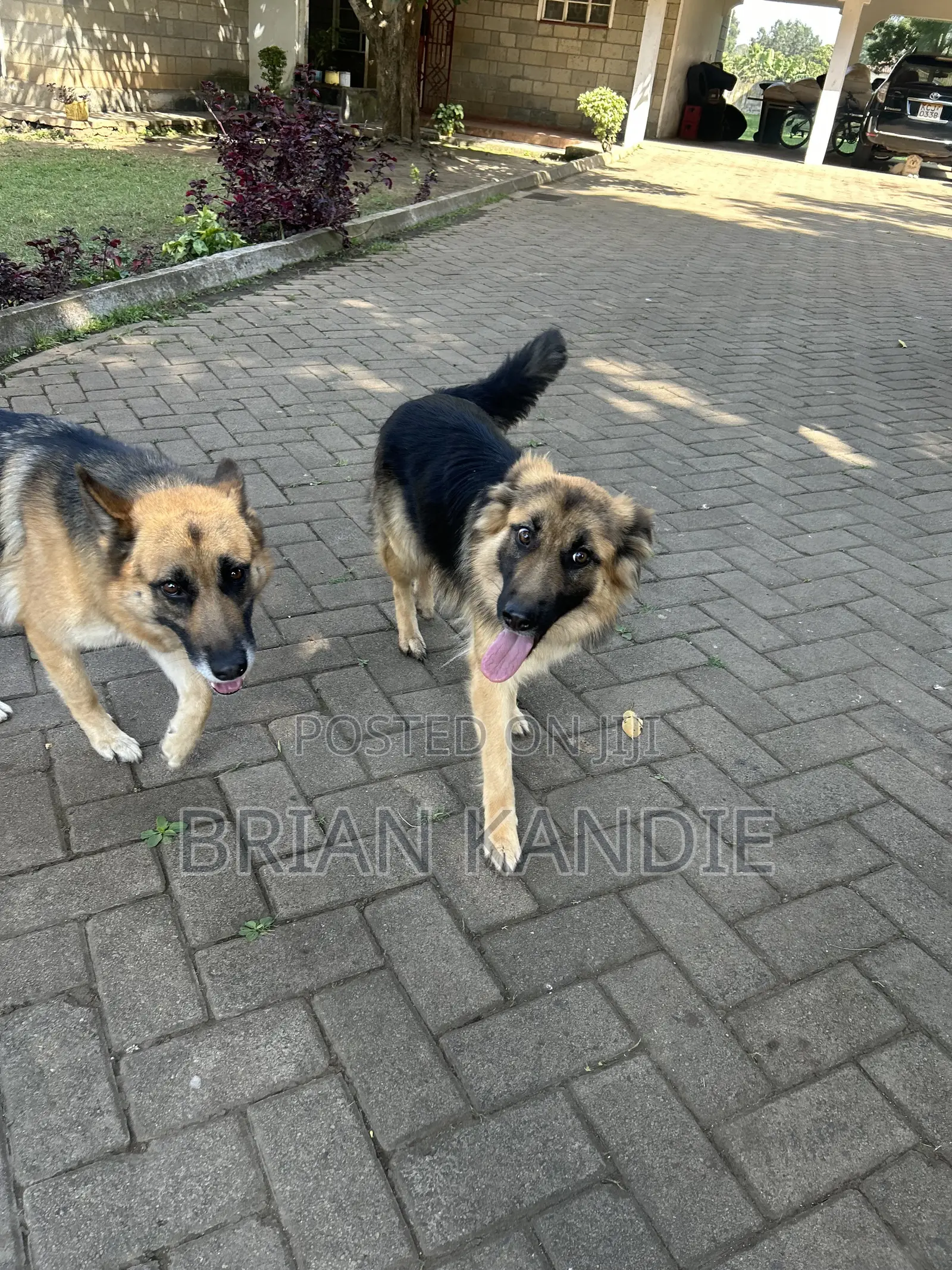 6-12 months Female Purebred German Shepherd