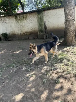 6-12 months Female Purebred German Shepherd