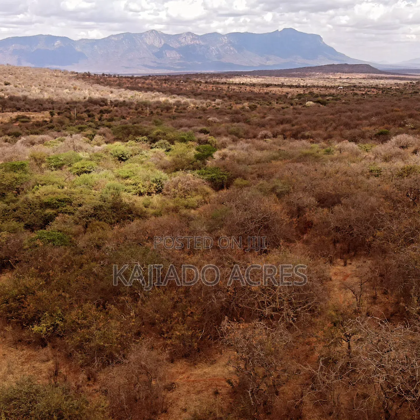 Emergency Quick Sale 156 Acres Nkooito