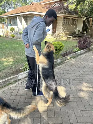 6-12 months Female Purebred German Shepherd