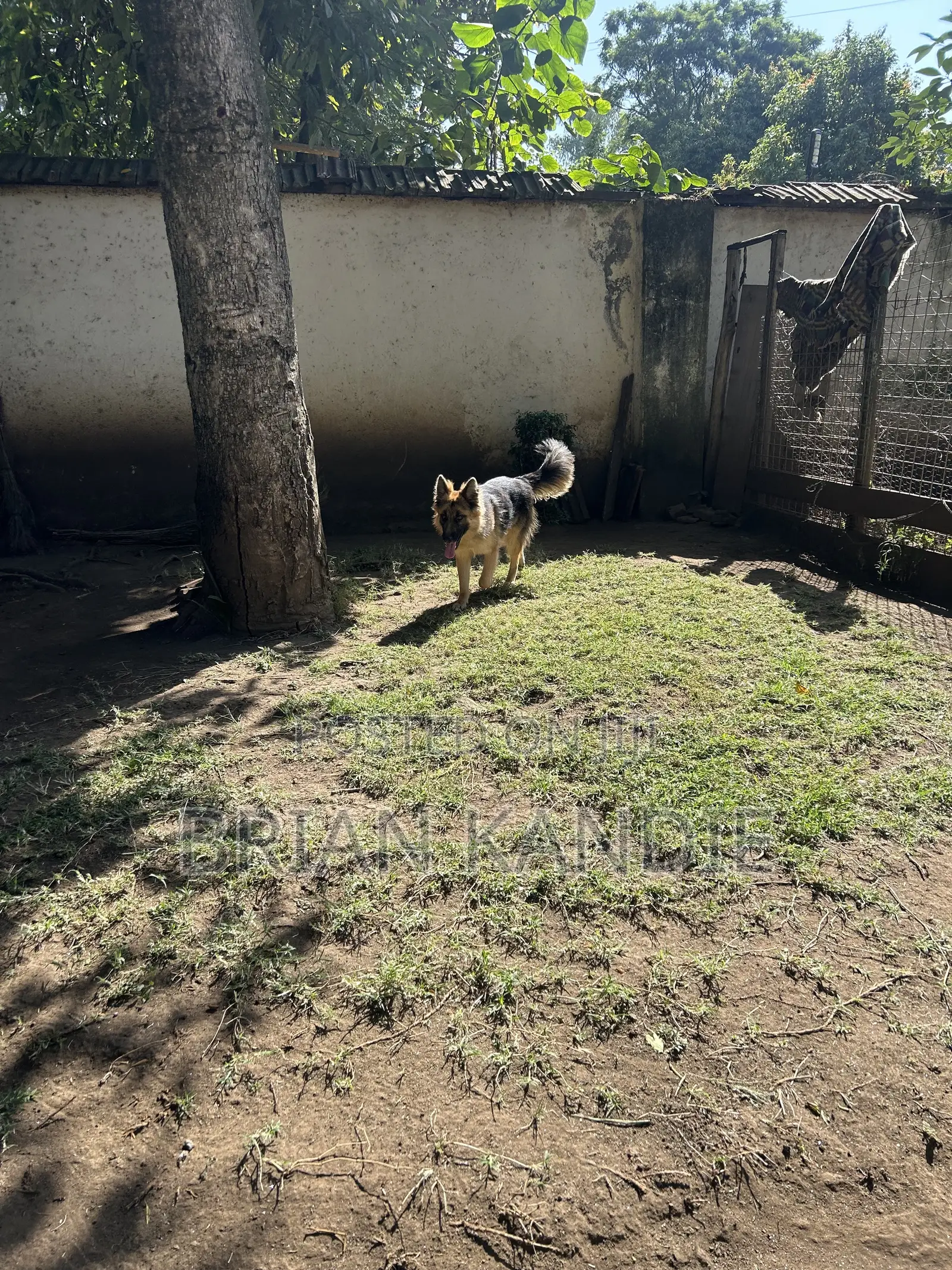 6-12 months Female Purebred German Shepherd