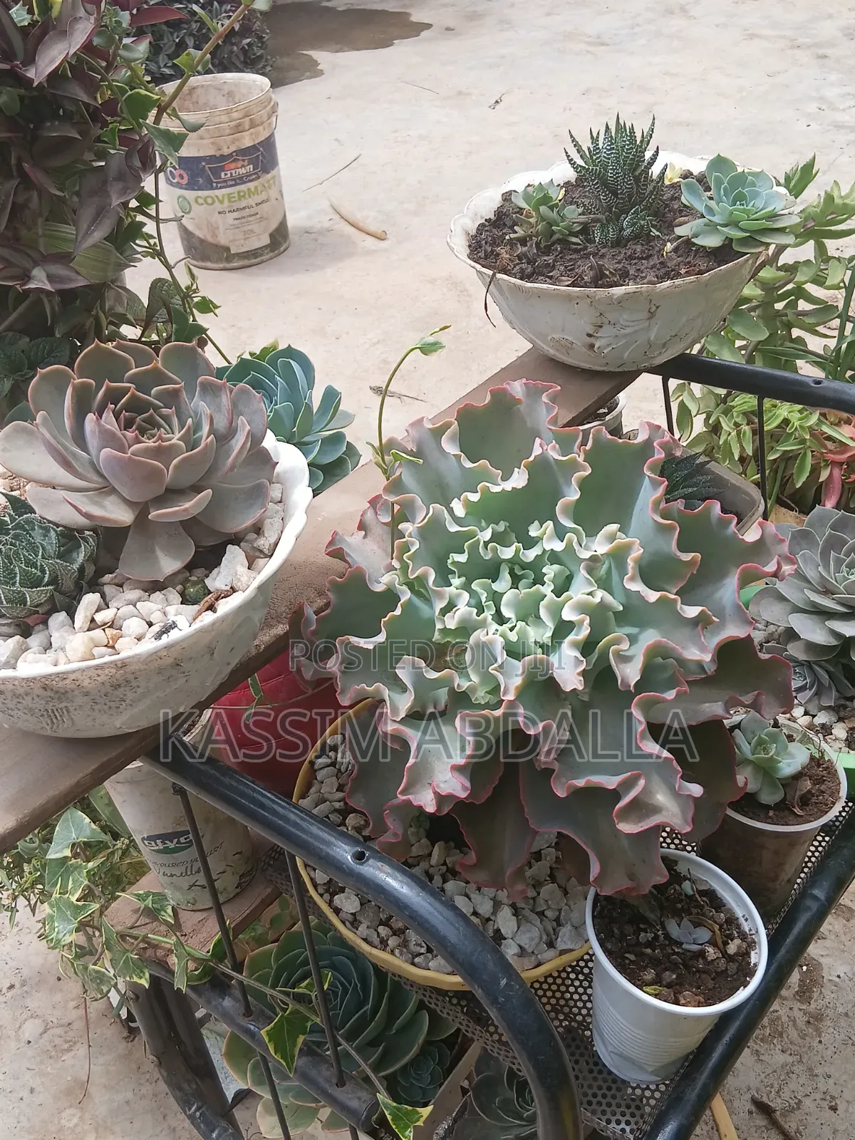 Succulents Flowers