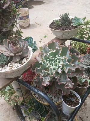 Succulents Flowers