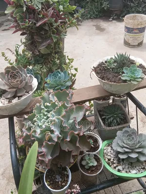 Succulents Flowers