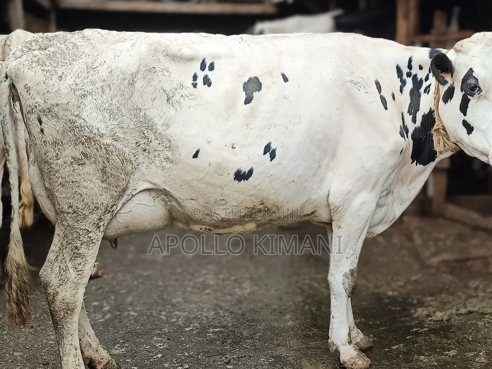 Dairy Cows on Sale