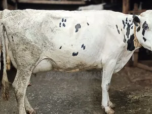 Dairy Cows on Sale