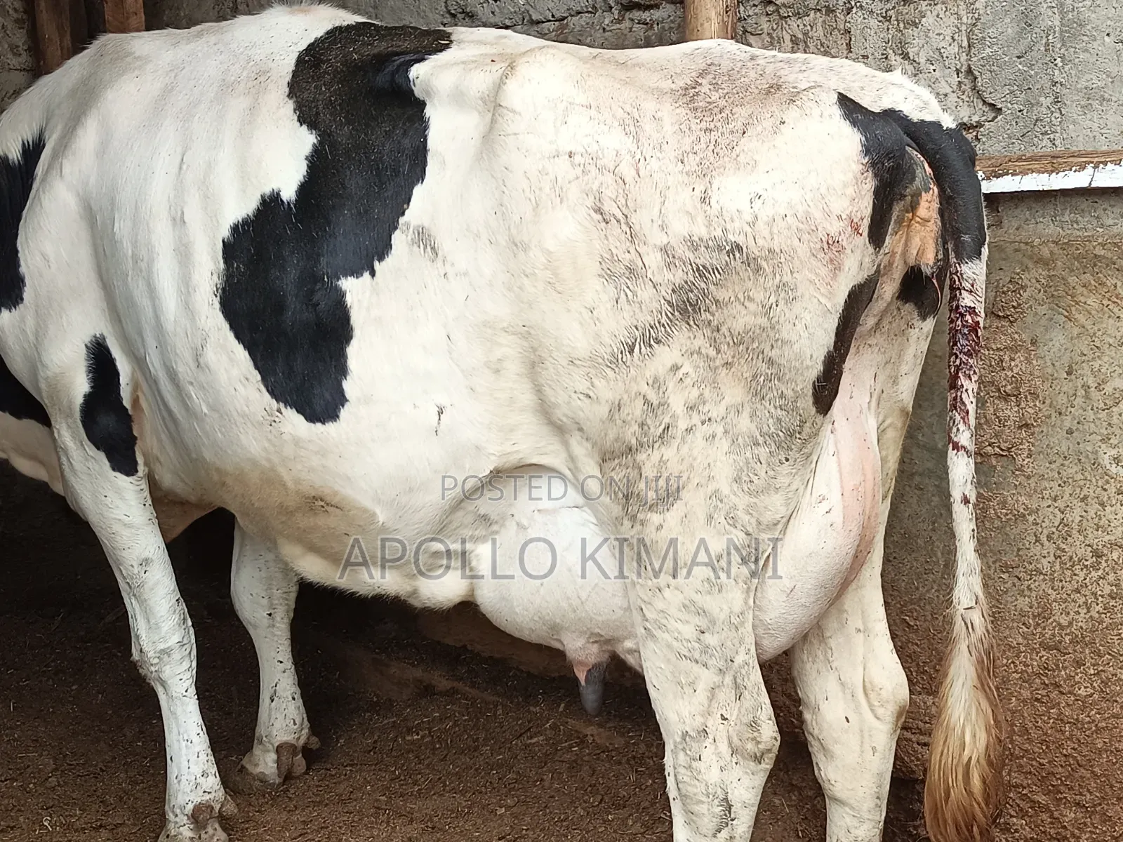 Dairy Cows on Sale