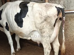 Dairy Cows on Sale